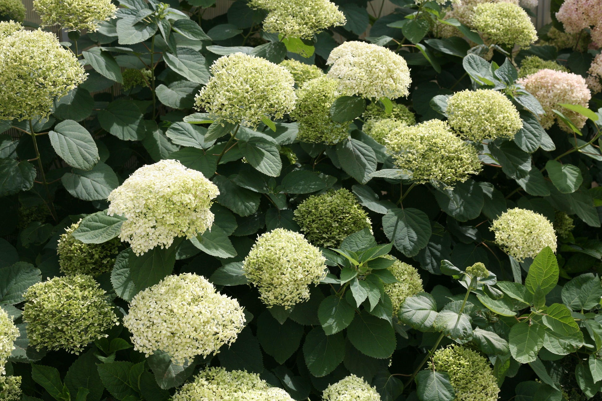 Hydrangea Arborescens - View 20 from www redcrocus com