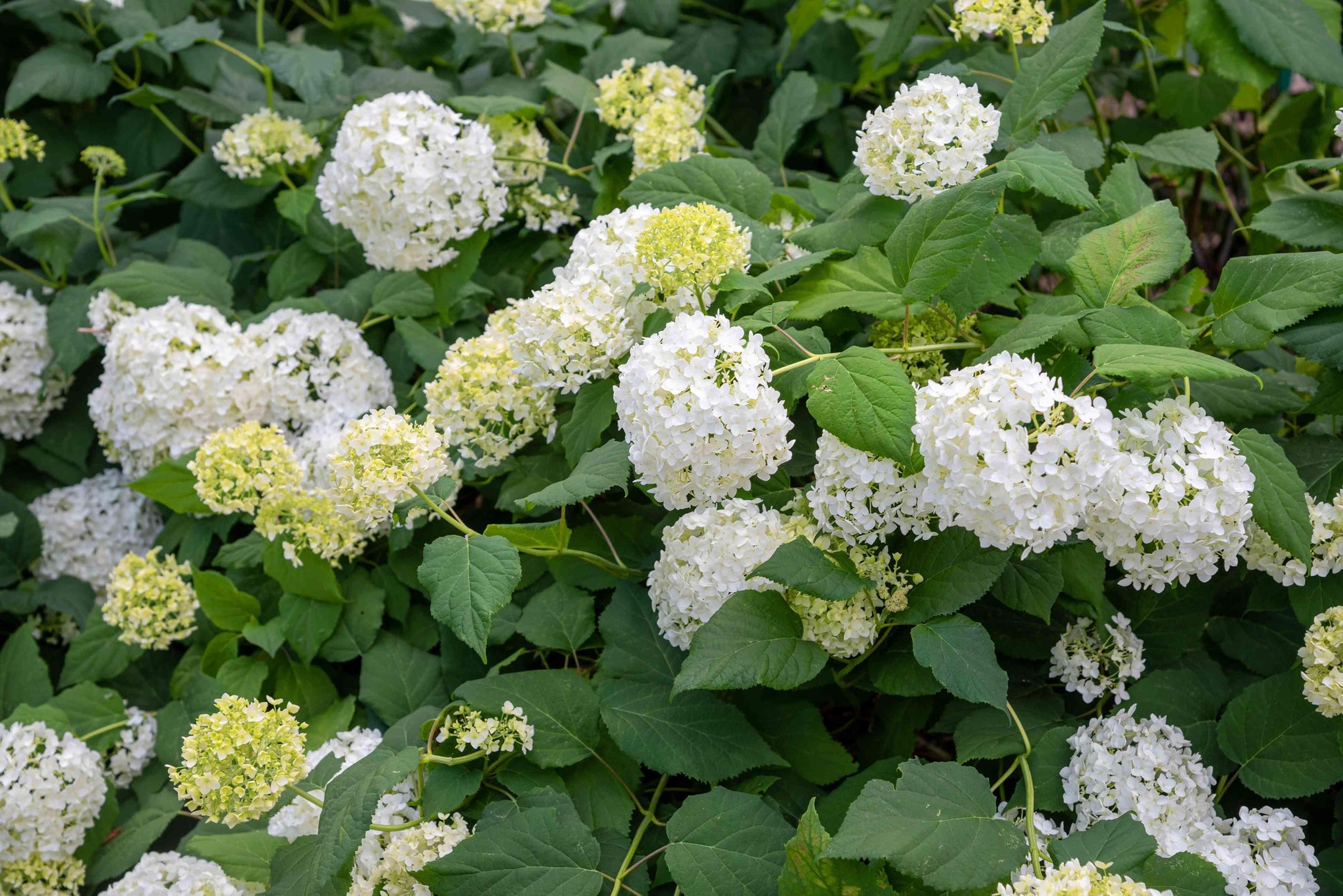 Hydrangea Arborescens - View 2 from www redcrocus com