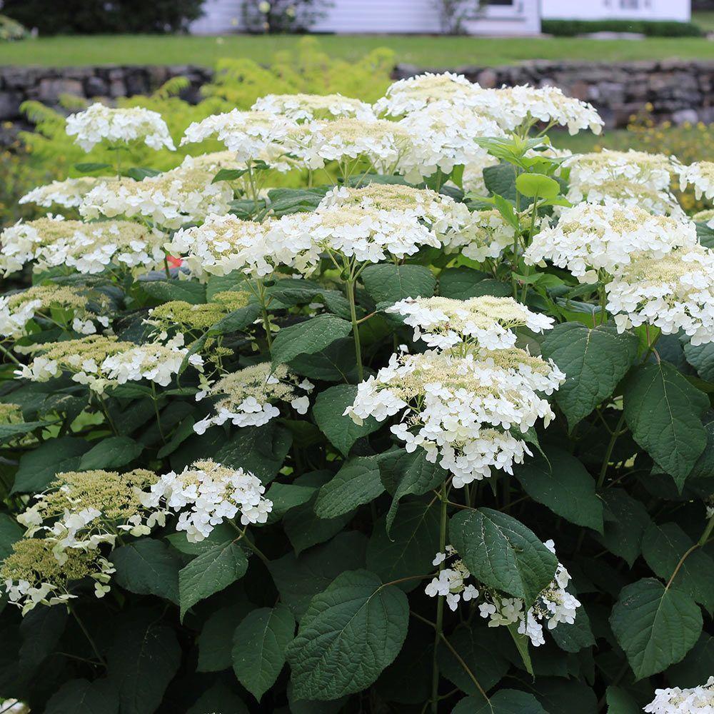 Hydrangea Arborescens - View 7 from www redcrocus com