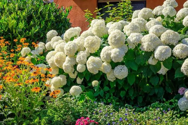 Hydrangea Arborescens - View 7 from www redcrocus com