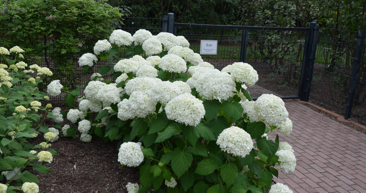 Hydrangea Arborescens - View 8 from www redcrocus com