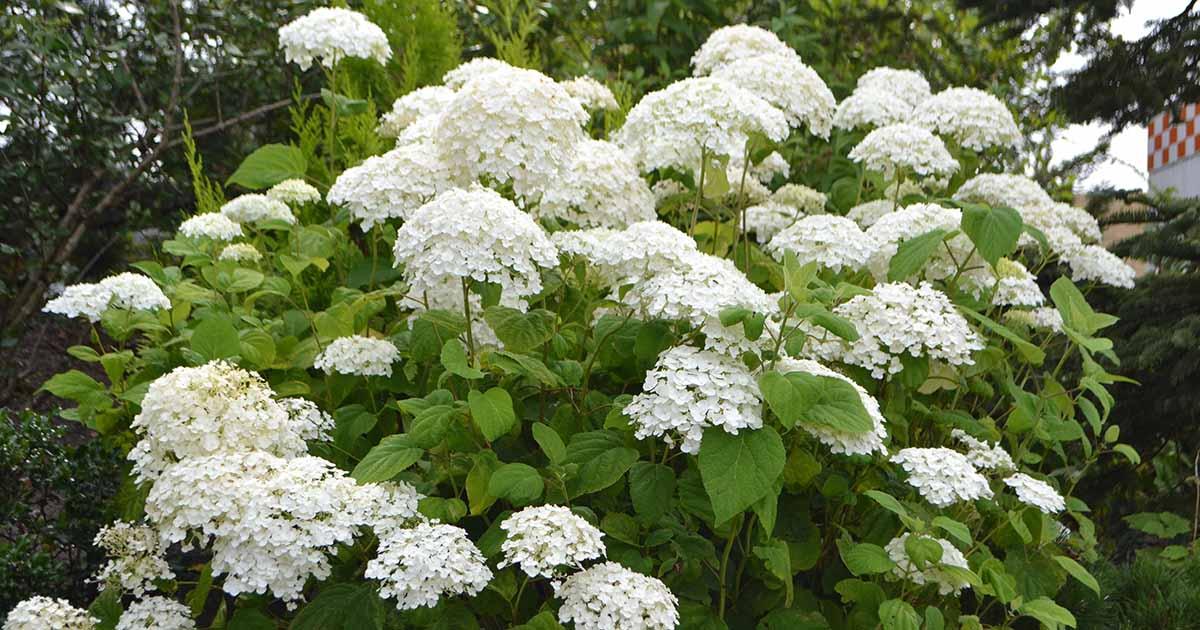 Hydrangea Arborescens - View 9 from www redcrocus com