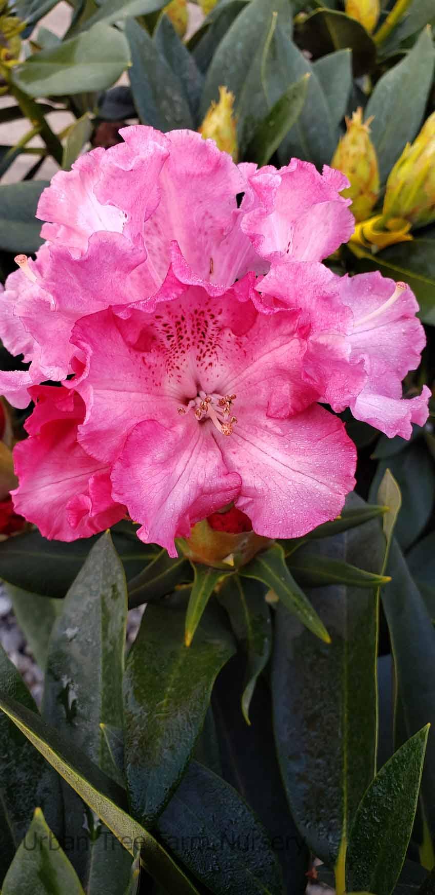 Rhododendron 'solidarity' - View 13 from www redcrocus com