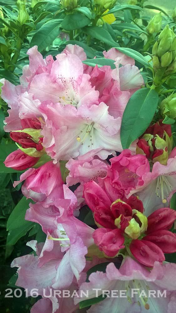 Rhododendron 'solidarity' - View 15 from www redcrocus com
