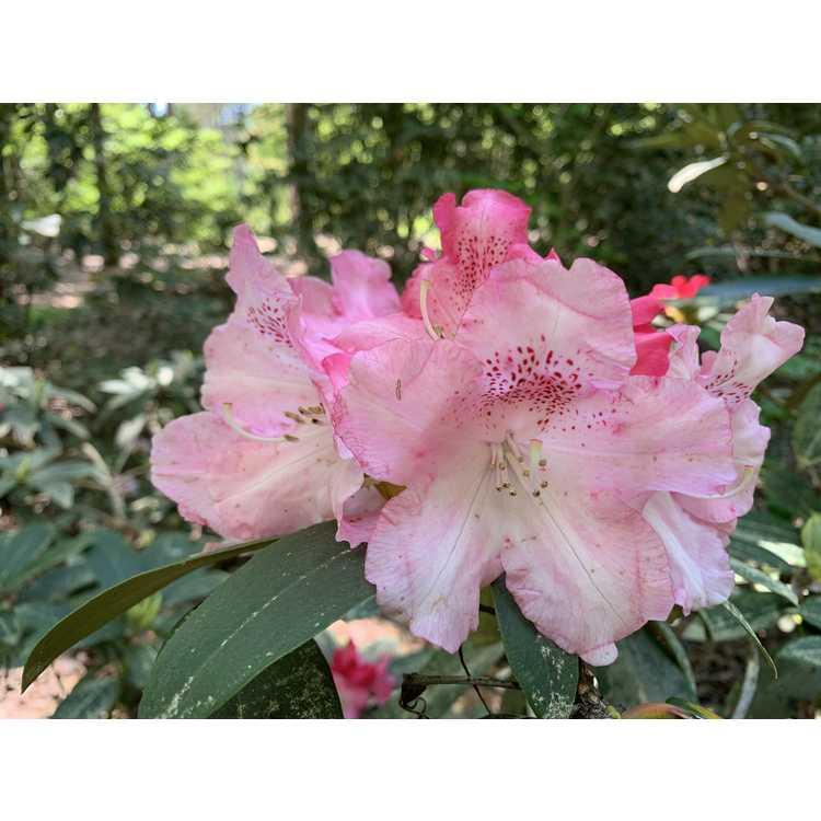 Rhododendron 'solidarity' - View 16 from www redcrocus com