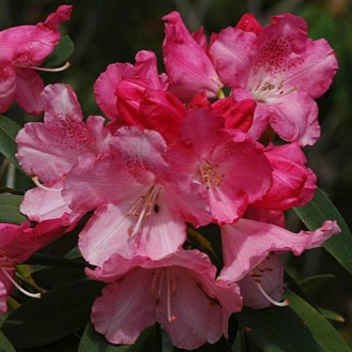 Rhododendron 'solidarity' - View 17 from www redcrocus com