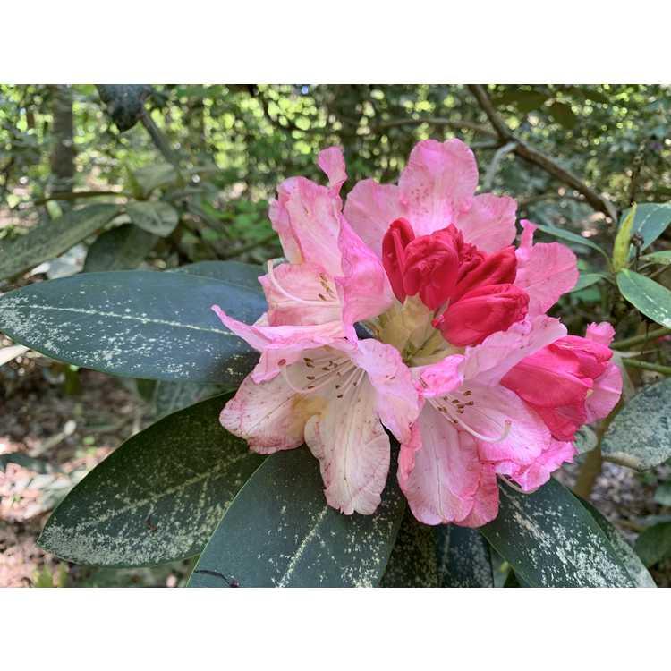 Rhododendron 'solidarity' - View 18 from www redcrocus com