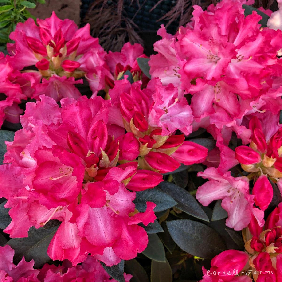Rhododendron 'solidarity' - View 19 from www redcrocus com
