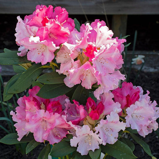 Rhododendron 'solidarity' - View 1 from www redcrocus com