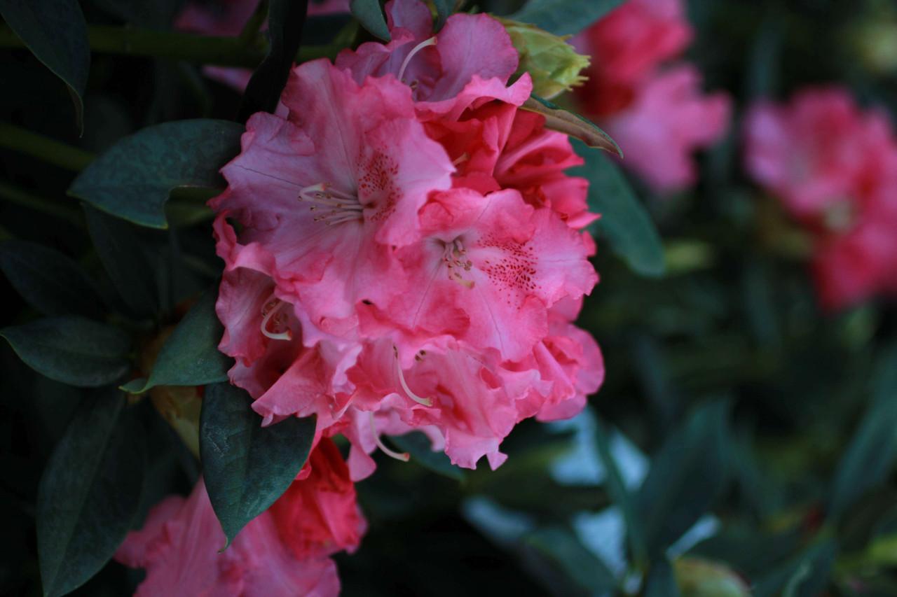 Rhododendron 'solidarity' - View 20 from www redcrocus com