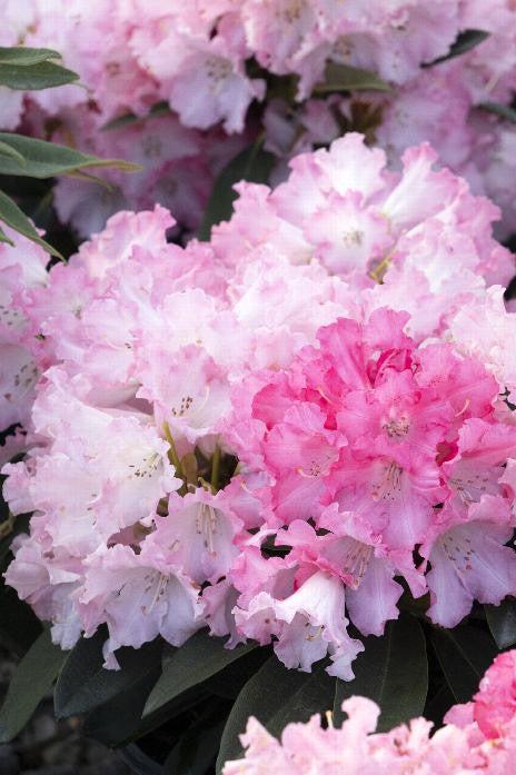 Rhododendron 'solidarity' - View 21 from www redcrocus com