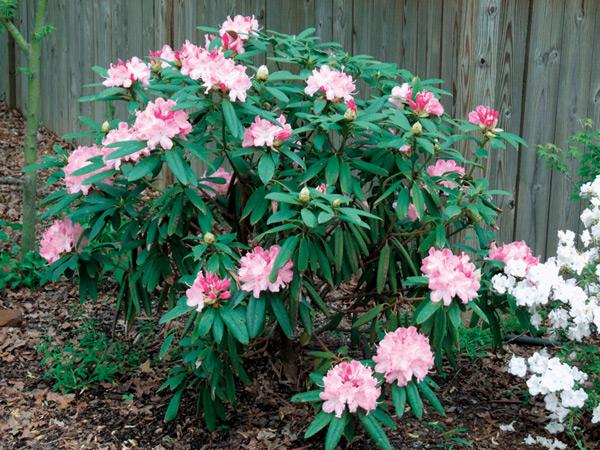 Rhododendron 'solidarity' - View 22 from www redcrocus com
