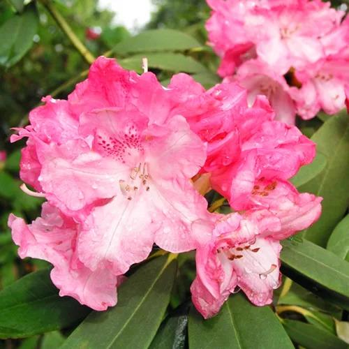 Rhododendron 'solidarity' - View 24 from www redcrocus com