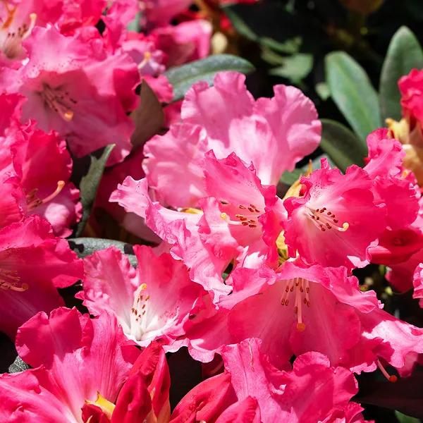 Rhododendron 'solidarity' - View 27 from www redcrocus com