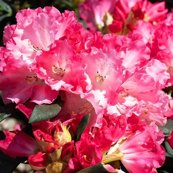 Rhododendron 'solidarity' - View 28 from www redcrocus com