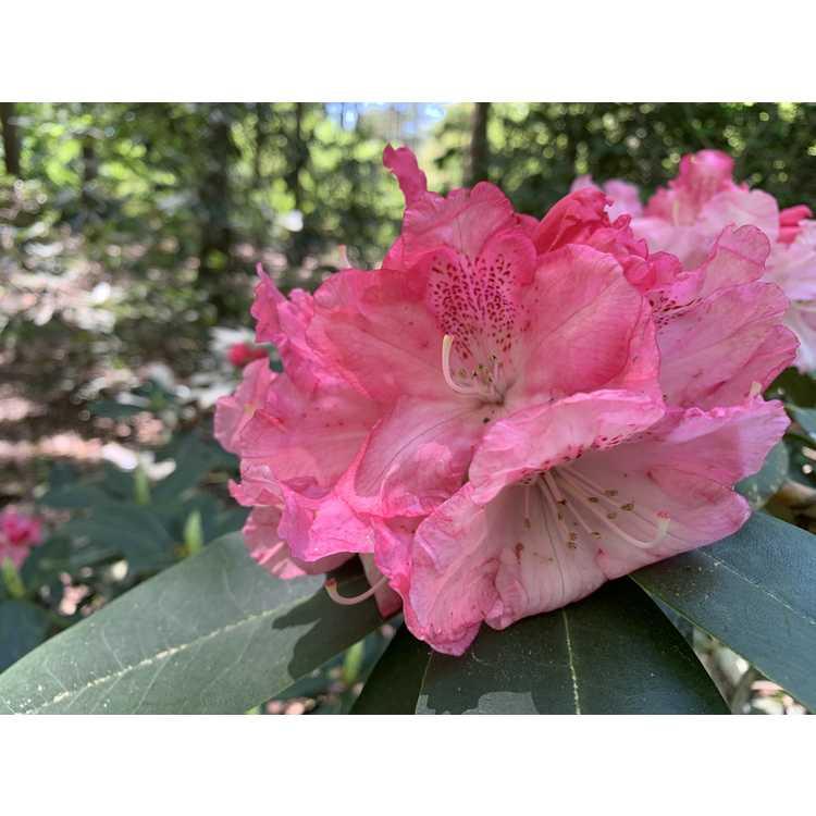 Rhododendron 'solidarity' - View 29 from www redcrocus com