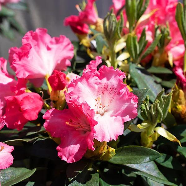 Rhododendron 'solidarity' - View 31 from www redcrocus com