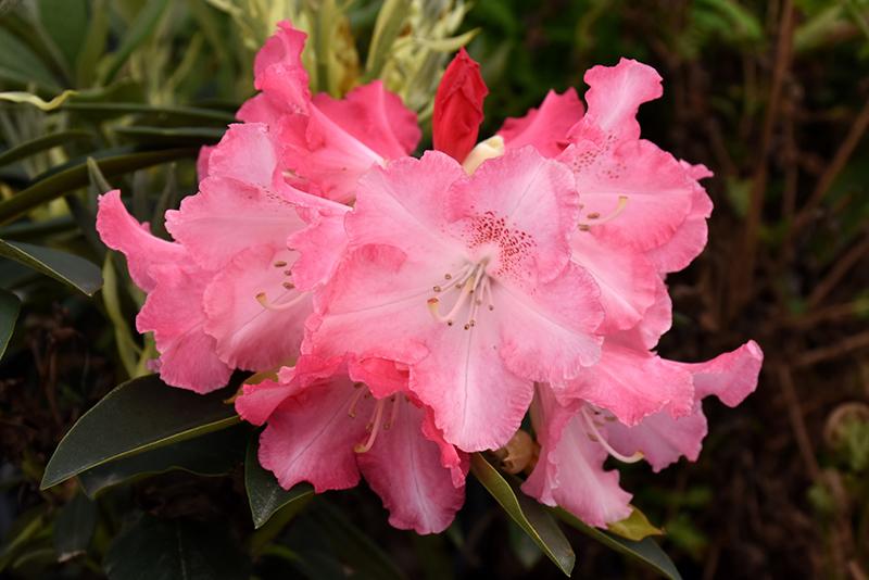 Rhododendron 'solidarity' - View 3 from www redcrocus com
