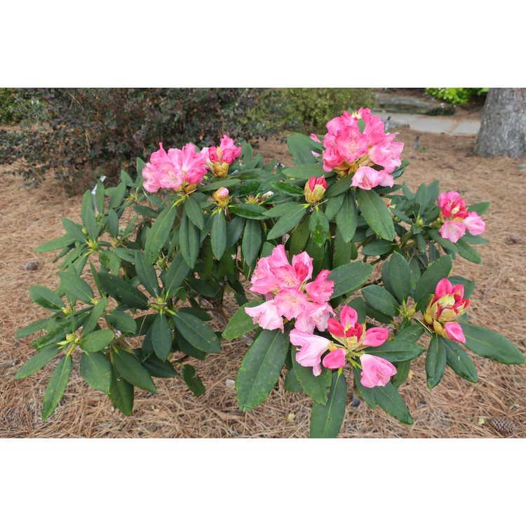 Rhododendron 'solidarity' - View 4 from www redcrocus com