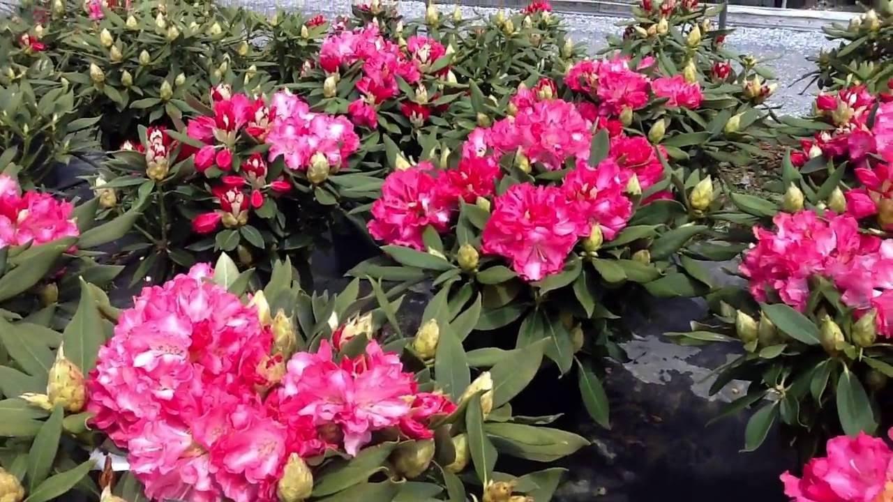 Rhododendron 'solidarity' - View 5 from www redcrocus com