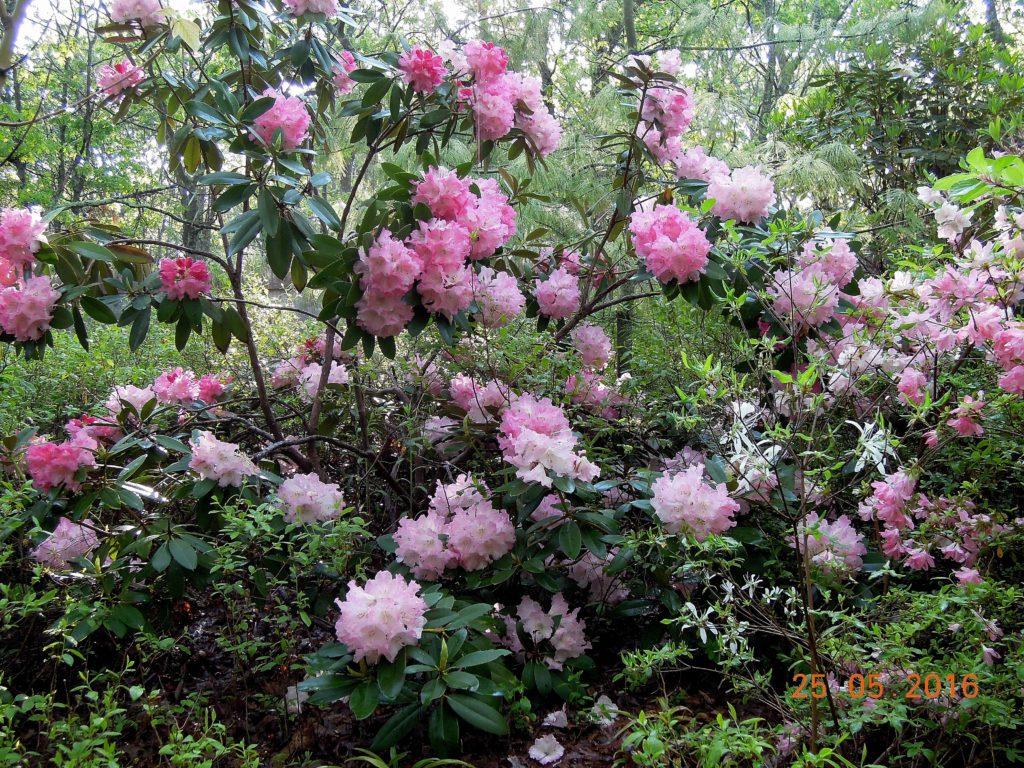 Rhododendron 'solidarity' - View 7 from www redcrocus com