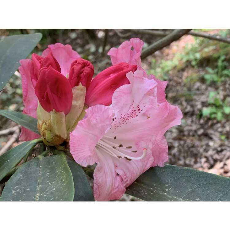 Rhododendron 'solidarity' - View 9 from www redcrocus com