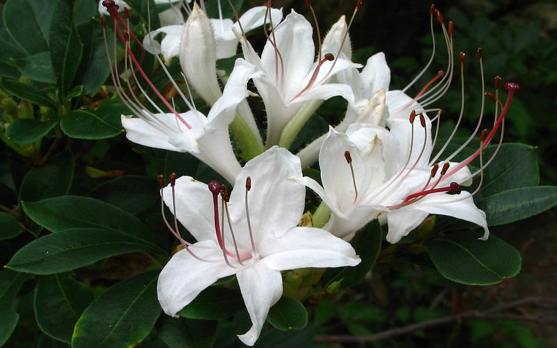 Azalea Arborescens - View 10 from www redcrocus com