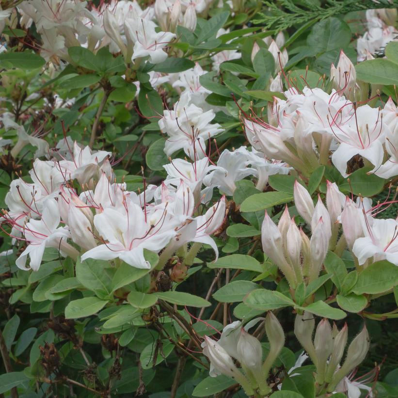 Azalea Arborescens - View 13 from www redcrocus com