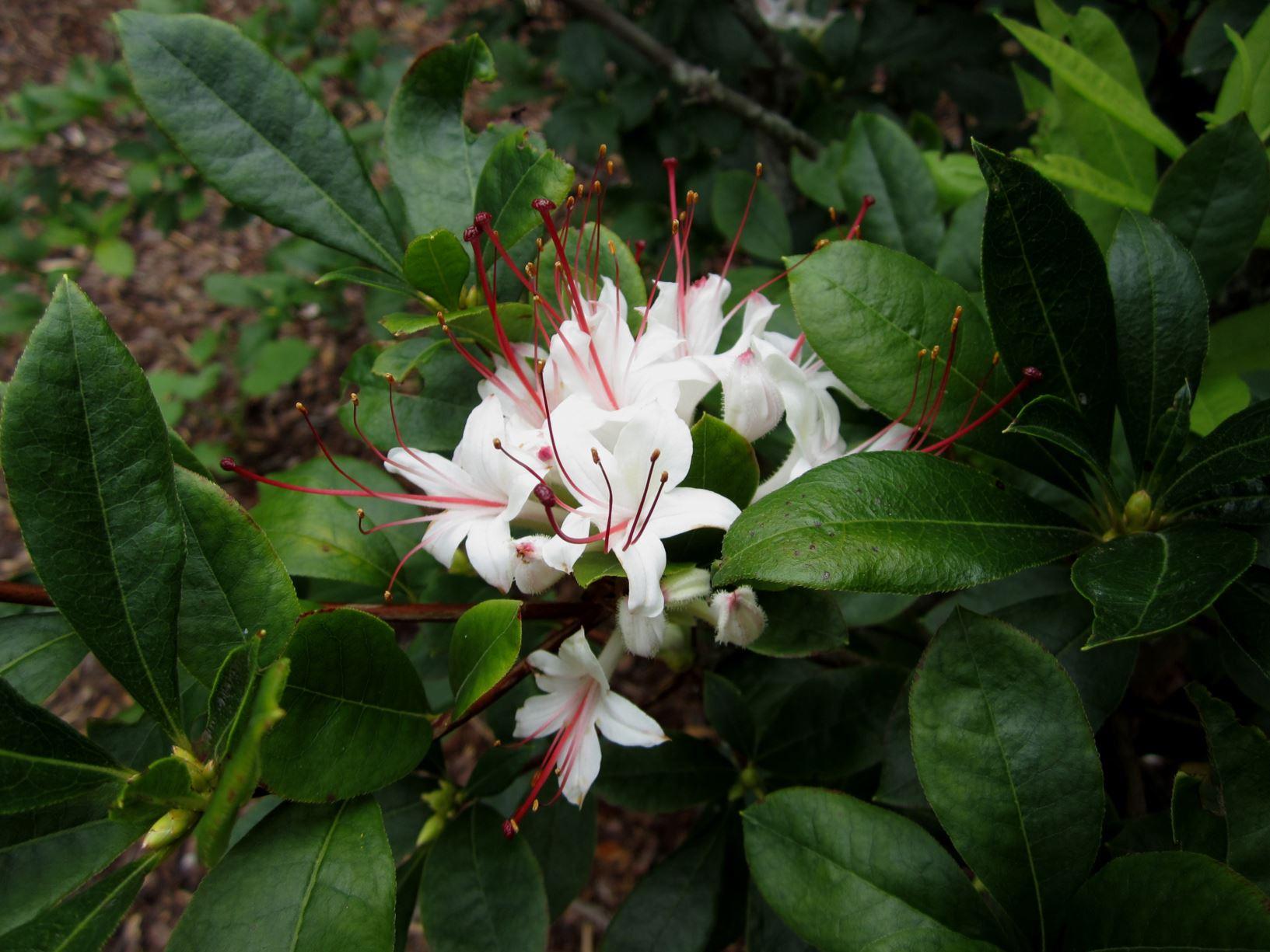 Azalea Arborescens - View 14 from www redcrocus com