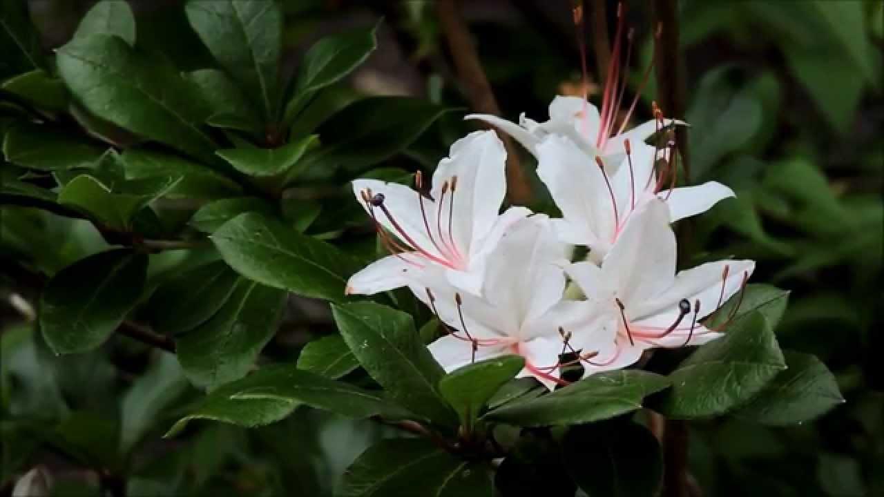 Azalea Arborescens - View 15 from www redcrocus com