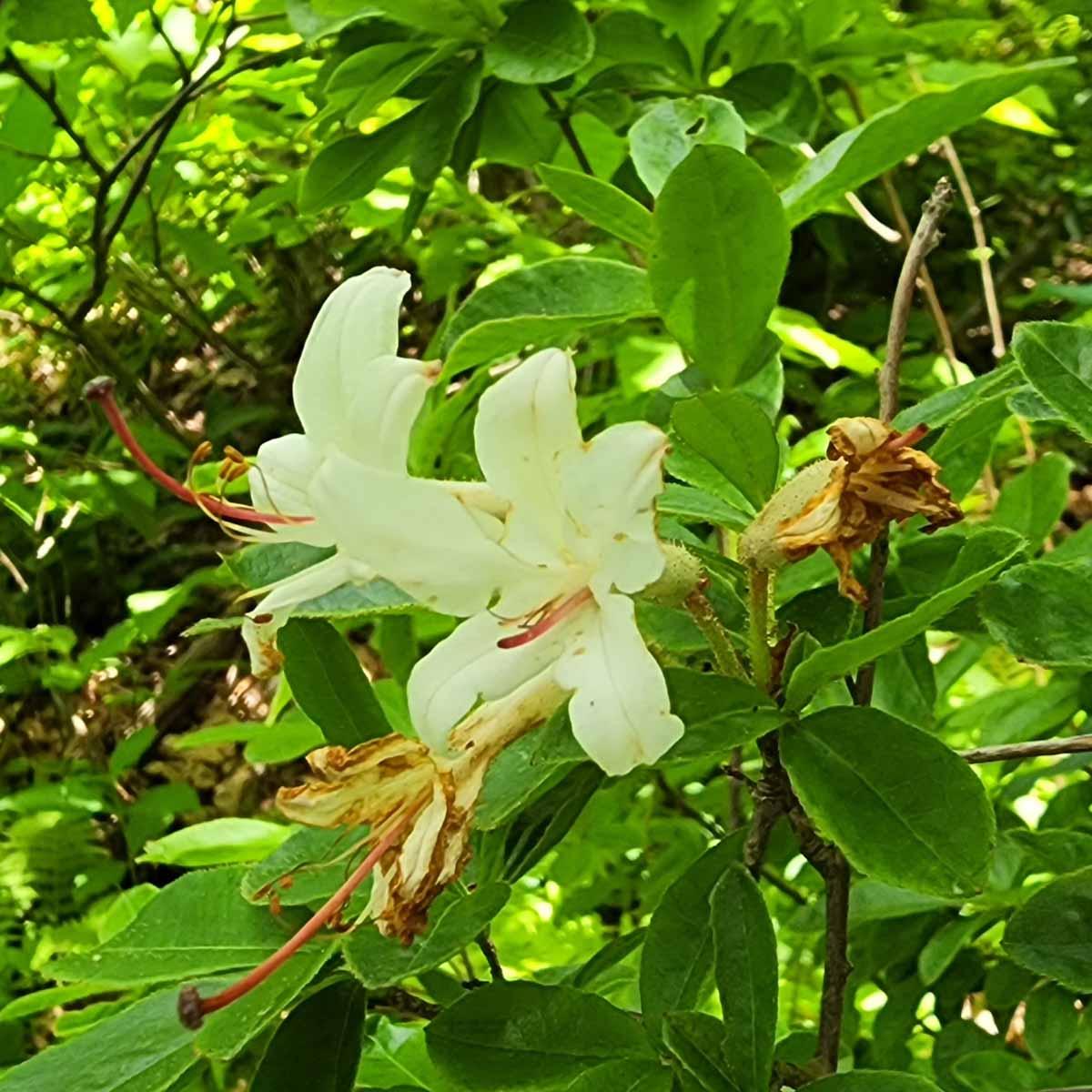 Azalea Arborescens - View 16 from www redcrocus com