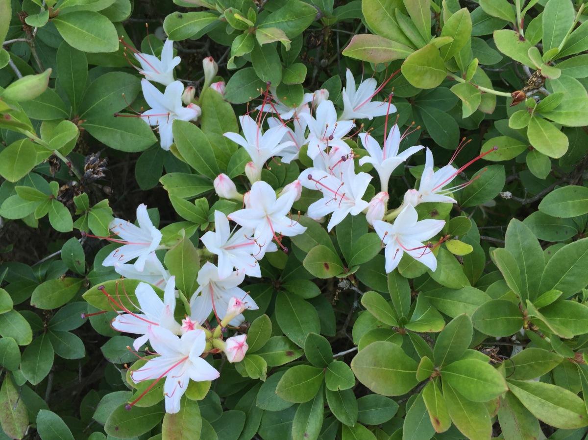 Azalea Arborescens - View 17 from www redcrocus com