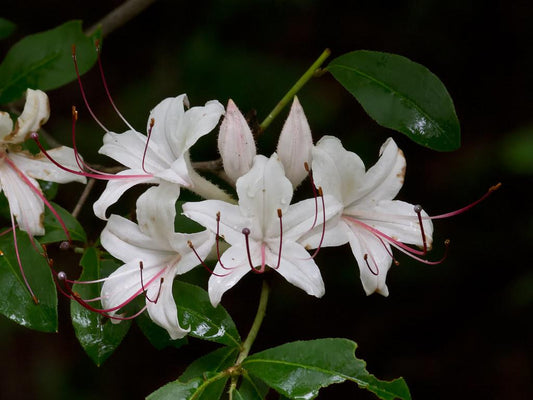 Azalea Arborescens - View 1 from www redcrocus com