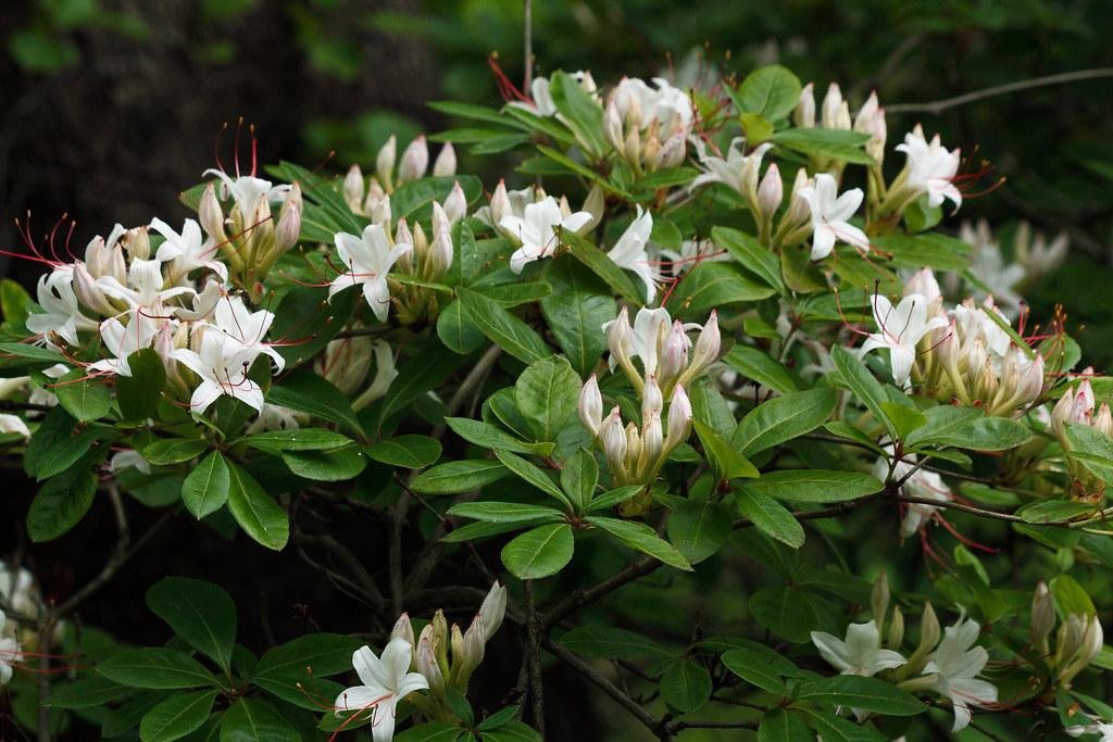 Azalea Arborescens - View 2 from www redcrocus com