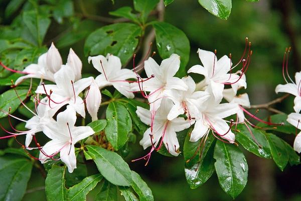 Azalea Arborescens - View 3 from www redcrocus com