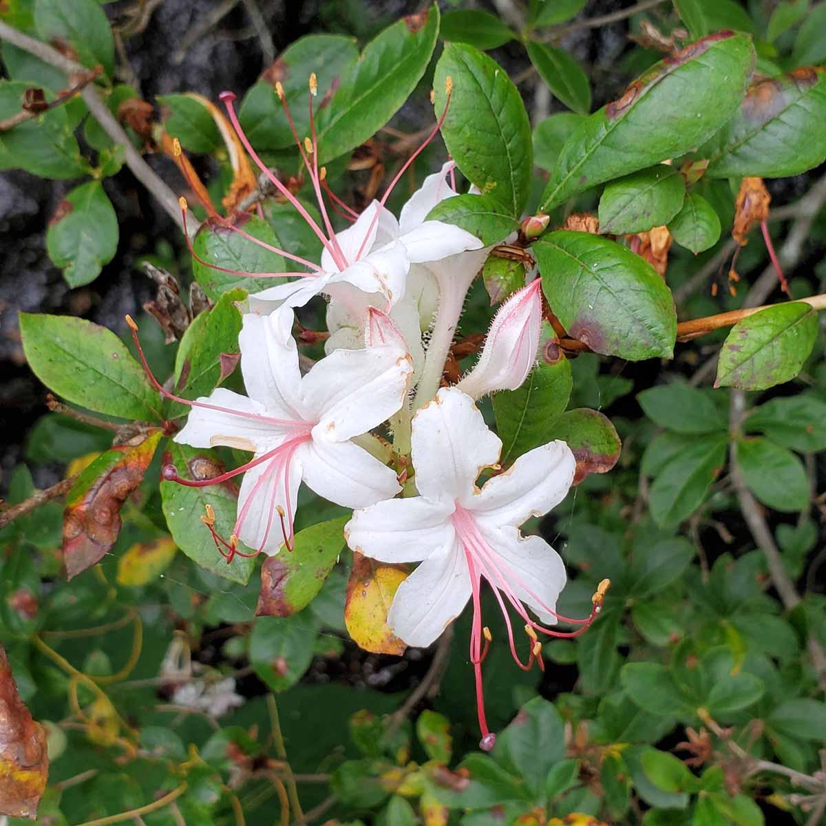 Azalea Arborescens - View 4 from www redcrocus com