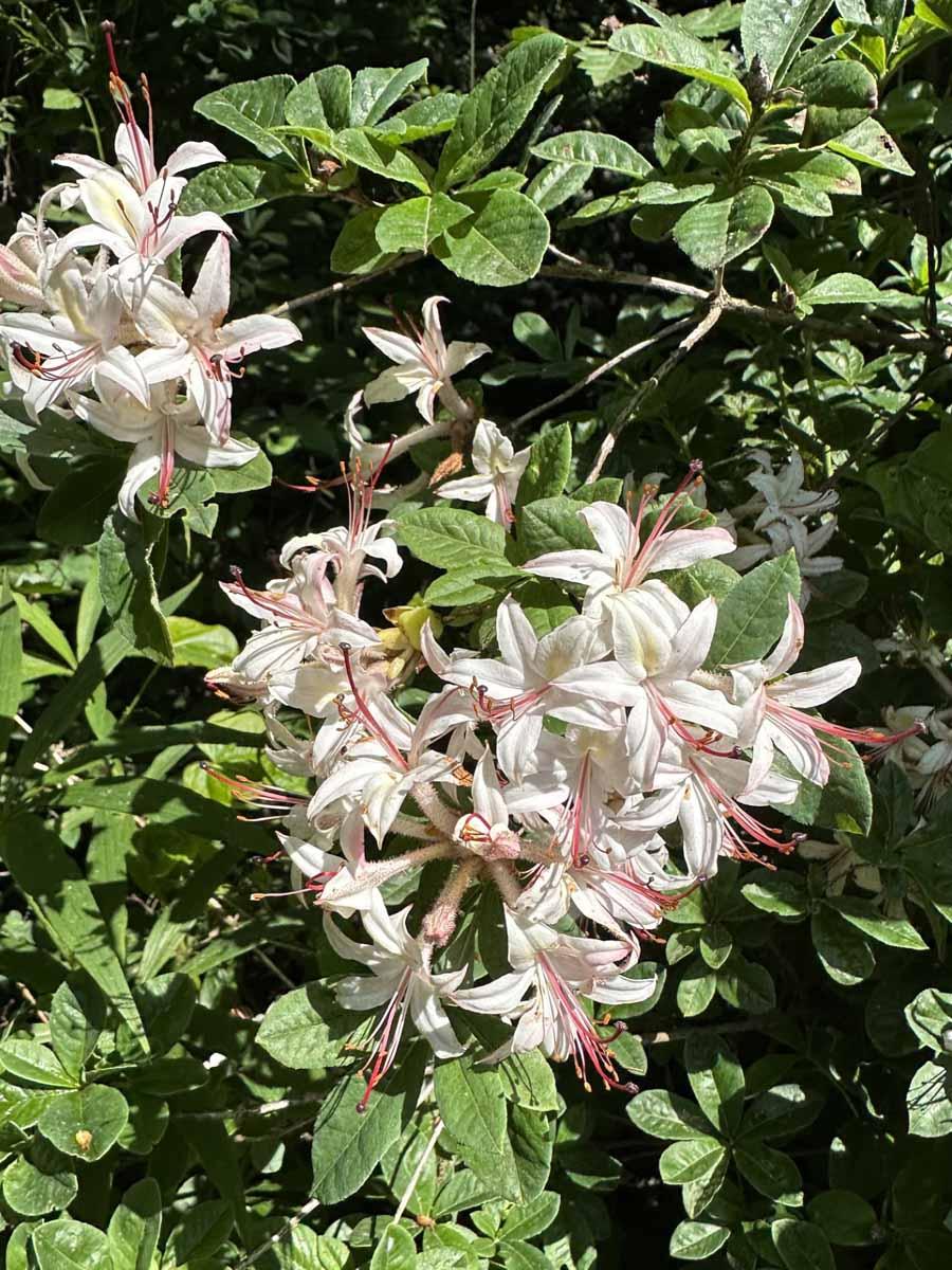 Azalea Arborescens - View 5 from www redcrocus com