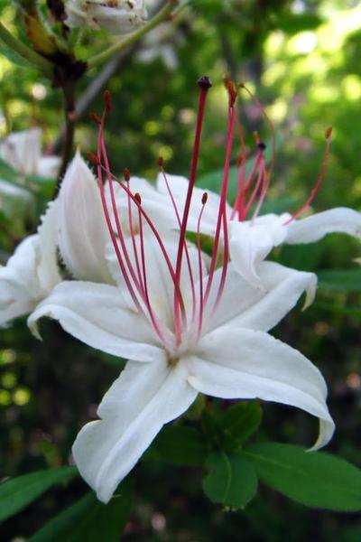Azalea Arborescens - View 7 from www redcrocus com