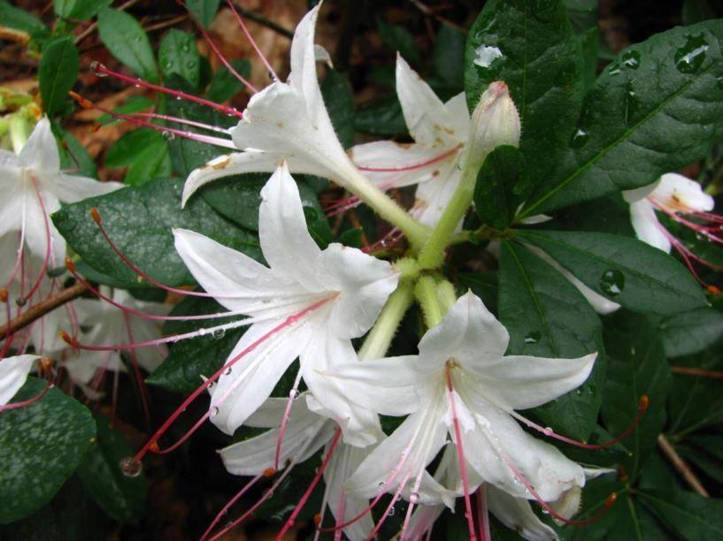 Azalea Arborescens - View 8 from www redcrocus com