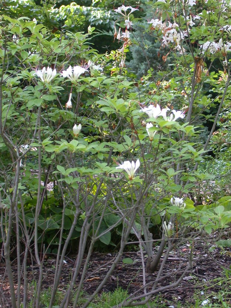 Azalea Arborescens - View 9 from www redcrocus com