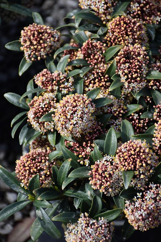 Skimmia Japonica Male - View 11 from www redcrocus com