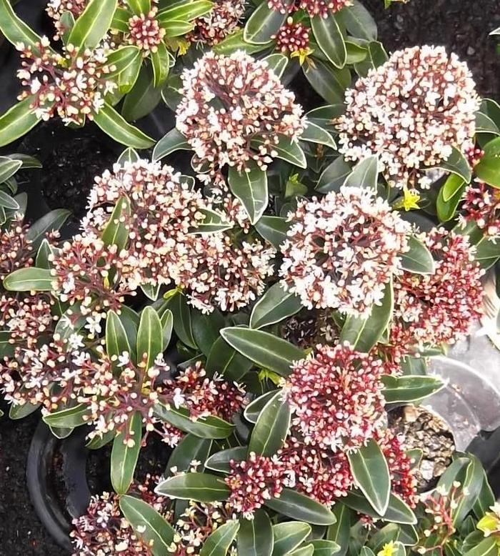 Skimmia Japonica Male - View 16 from www redcrocus com