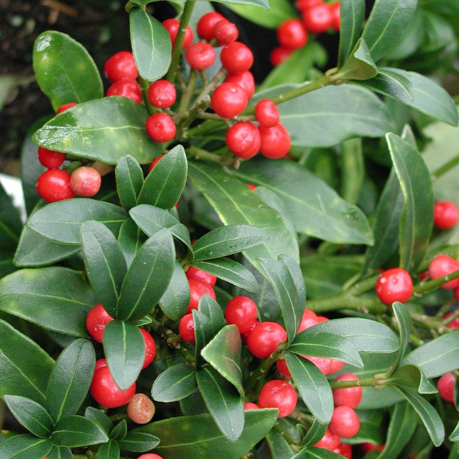 Skimmia Japonica Male - View 17 from www redcrocus com