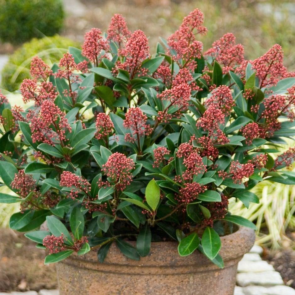 Skimmia Japonica Male - View 4 from www redcrocus com
