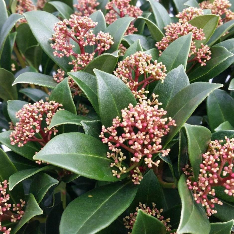 Skimmia Japonica Male - View 5 from www redcrocus com