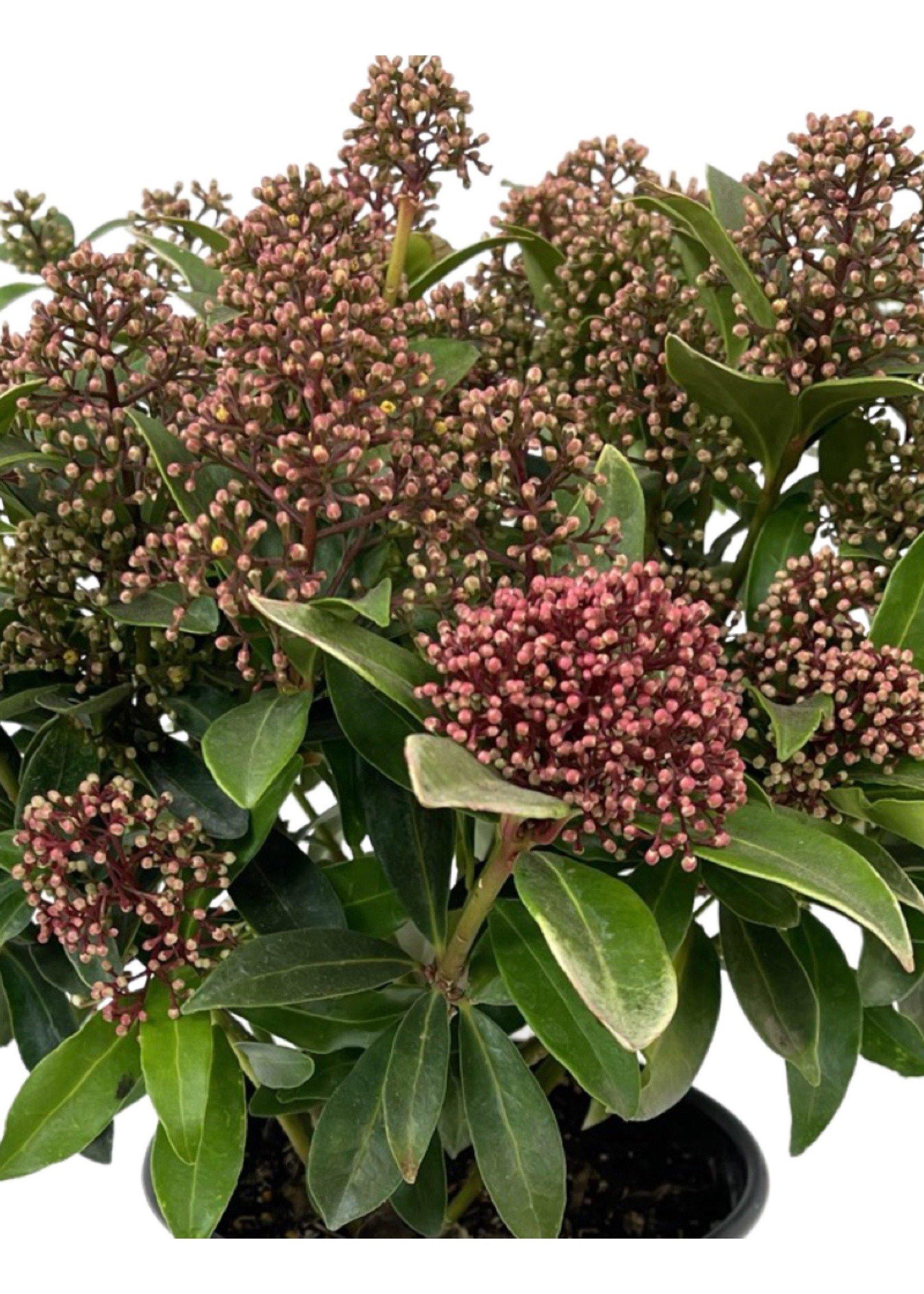 Skimmia Japonica Male - View 6 from www redcrocus com