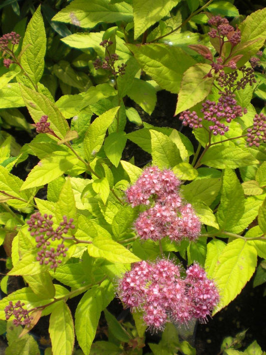 Spirea Japonica Firelight - View 1 from www redcrocus com