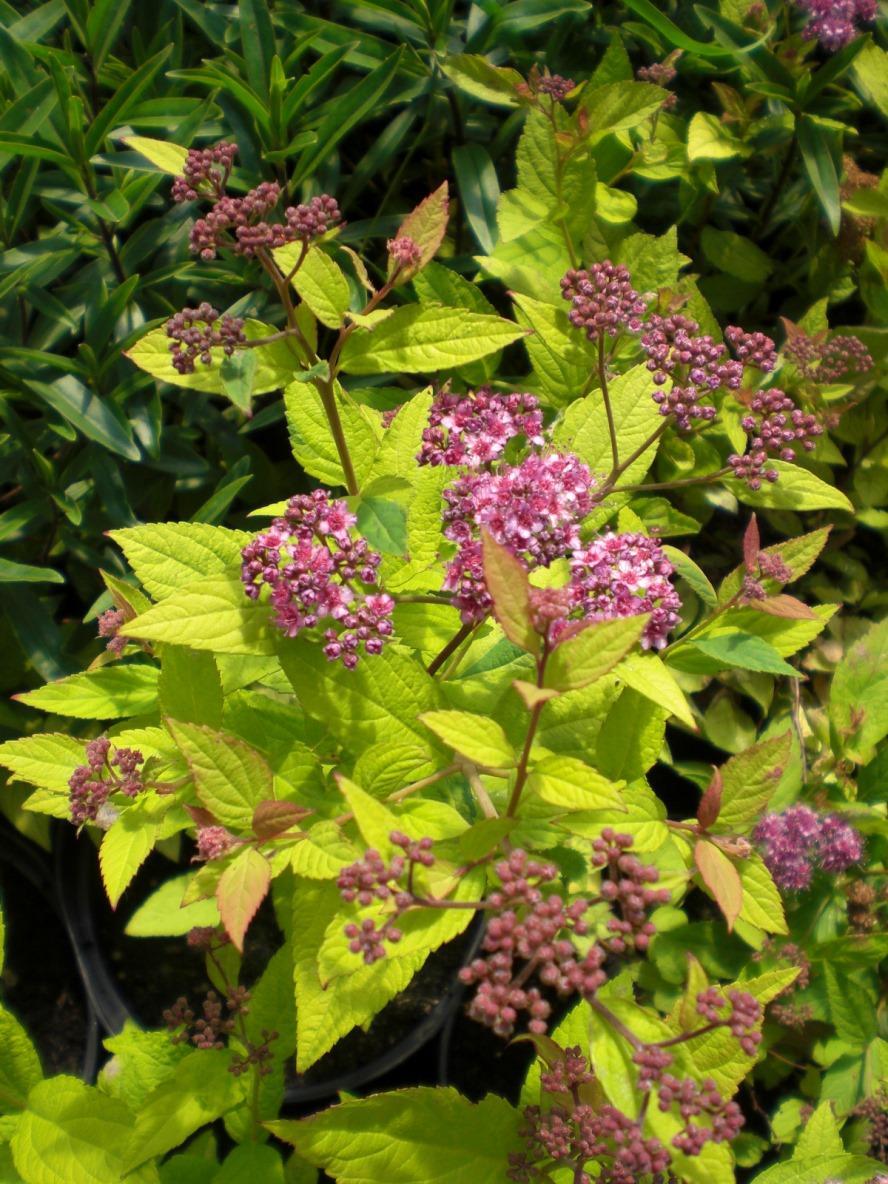 Spirea Japonica Firelight - View 6 from www redcrocus com