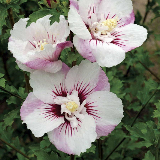Hibiscus Syriacus 'fiji' - View 1 from www redcrocus com