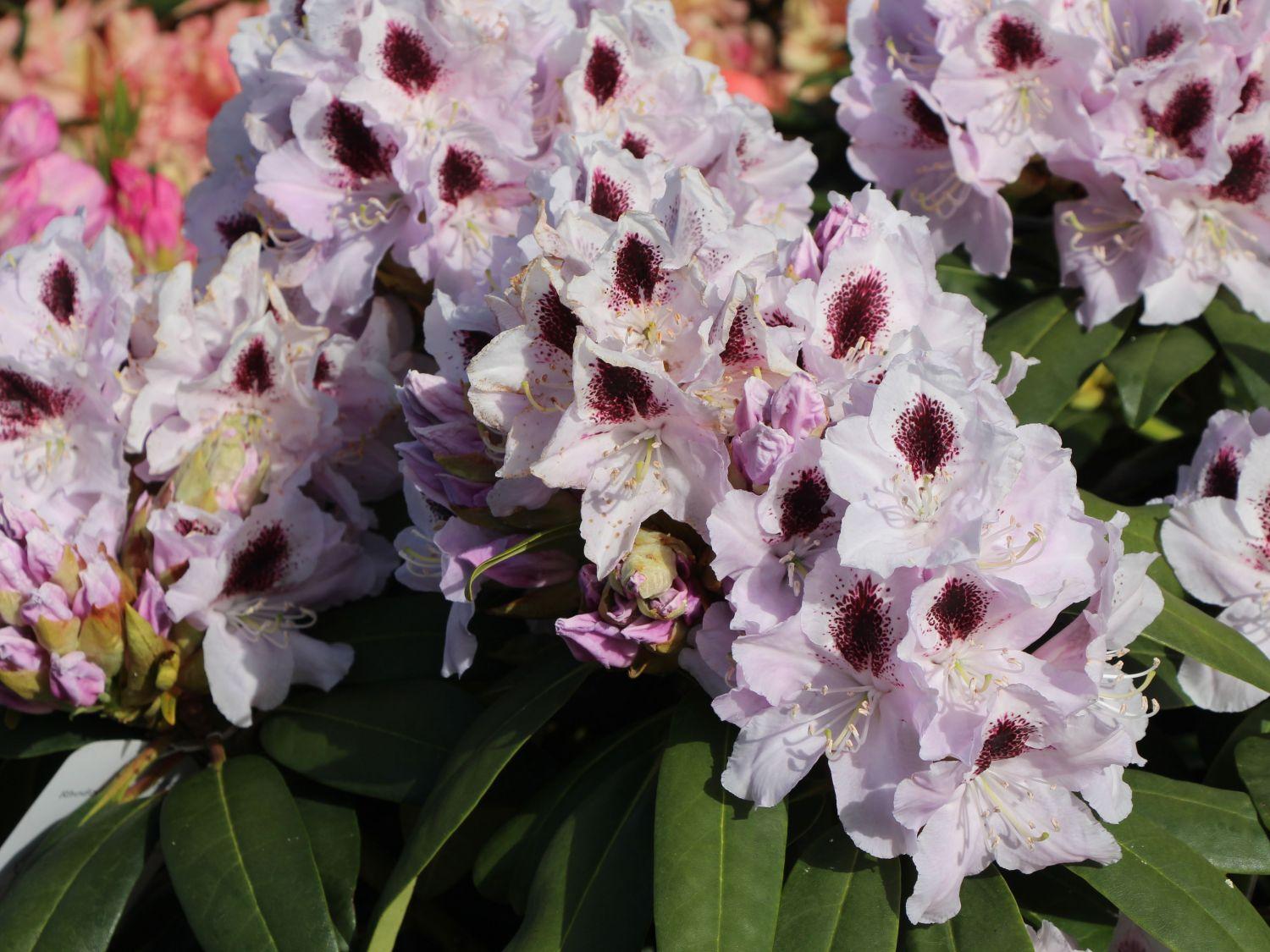 Rhododendron Calsap - View 6 from www redcrocus com